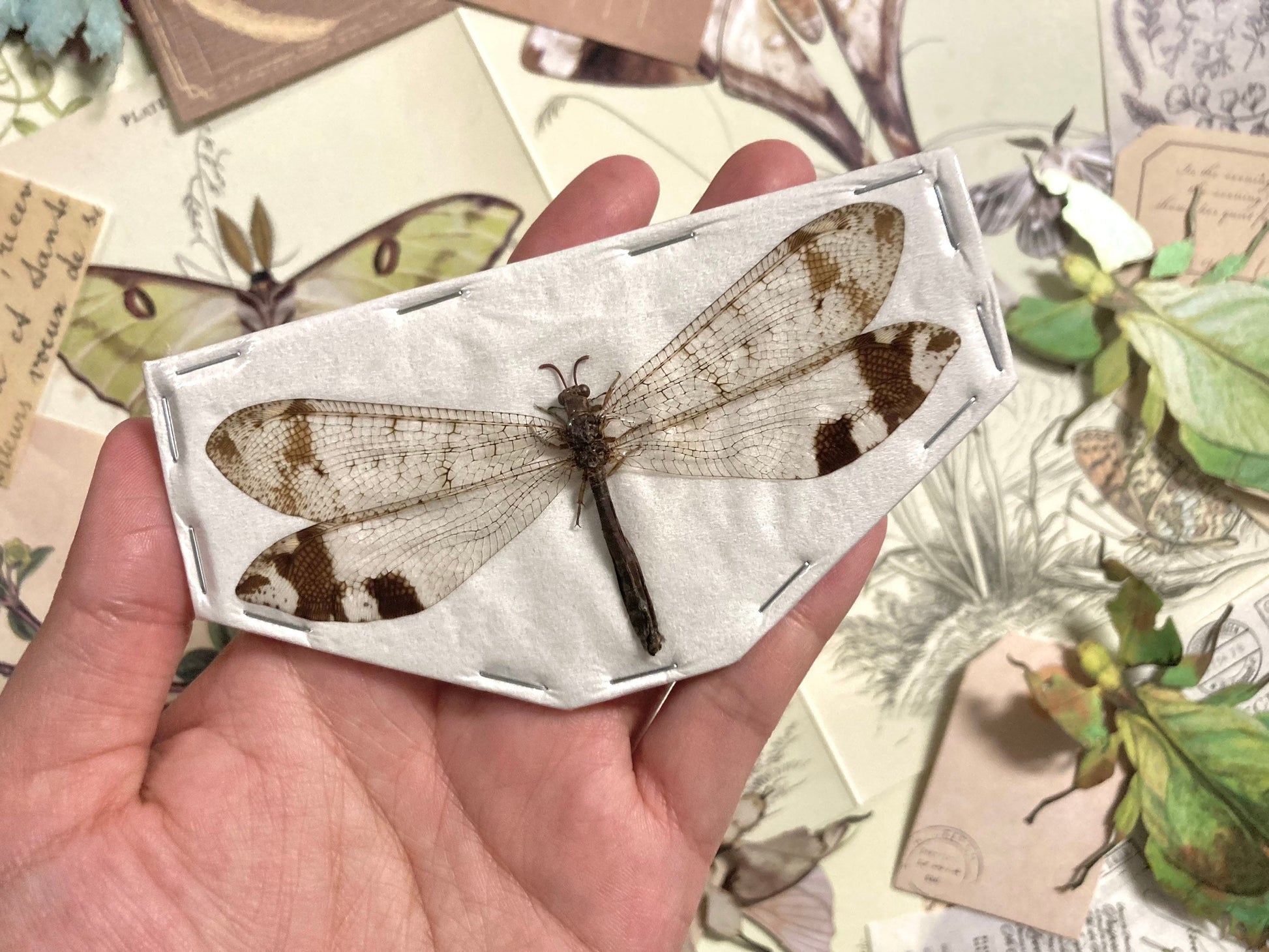 Neuroptera Sp 02, Real insect, Insect specimen, Spread and ready for your projects!
