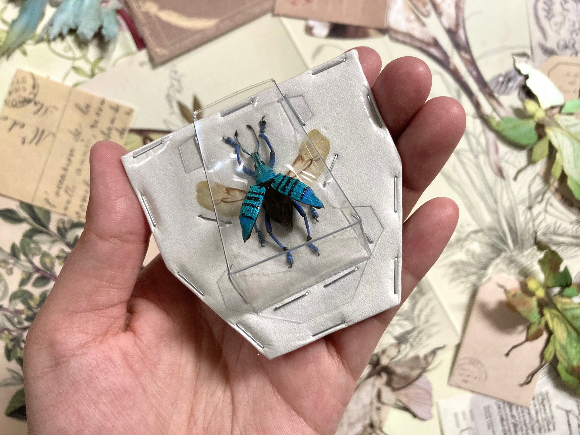 Rare Eupholus geoffroyi (spread), Spread Weevil beetle, Pinned Weevil beetle, Insect, Real Insect, Insect taxidermy, Real beetle