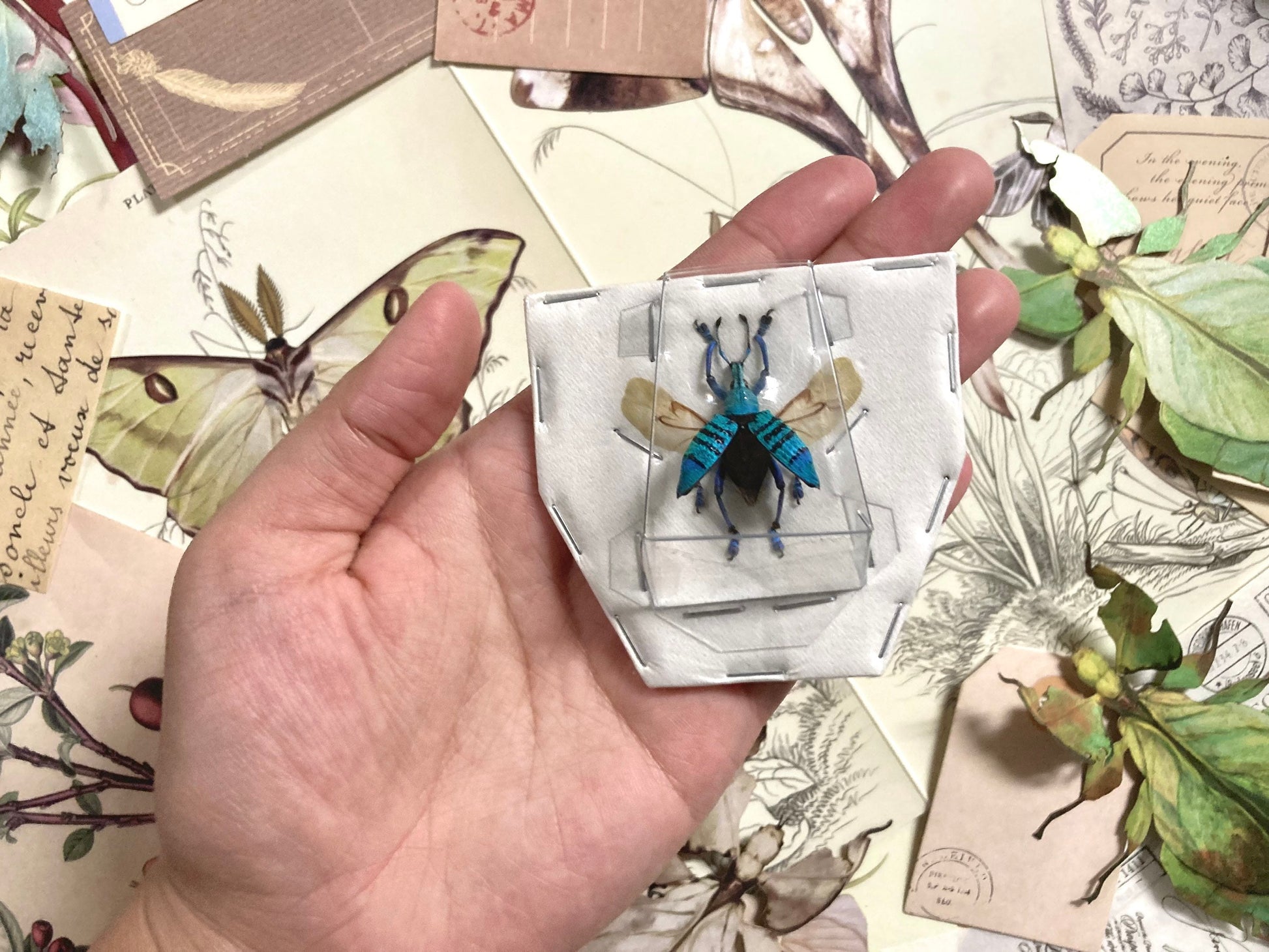 Rare Eupholus geoffroyi (spread), Spread Weevil beetle, Pinned Weevil beetle, Insect, Real Insect, Insect taxidermy, Real beetle