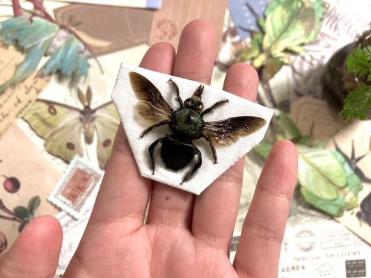 Xylocopa caerulea MALE, Blue Carpenter Bee, Entomology, Insects, Arthopoda