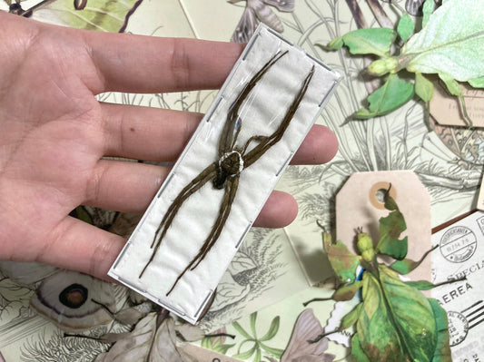 Dolomedes boiei, Real Spider, Arachnid, Entomology, Spider Specimen