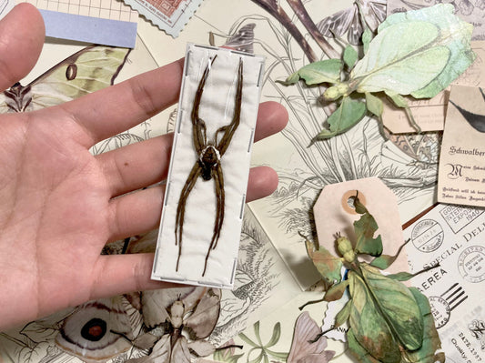 Dolomedes boiei, Real Spider, Arachnid, Entomology, Spider Specimen