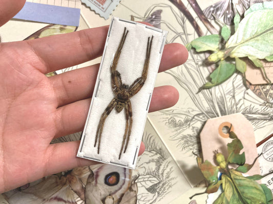 Rhitymna Pinangensis, Spider Specimen, Real arachnid, Spider Taxidermy