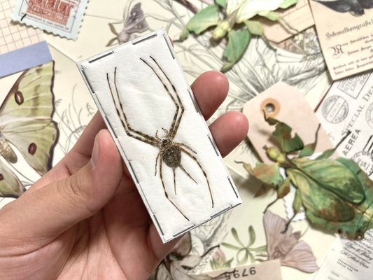 Two-tailed spider, Hersilia Striata, long-spinnered bark spider, Spider Specimen, Spider Taxidermy, Insect Taxidermy, Arachnid