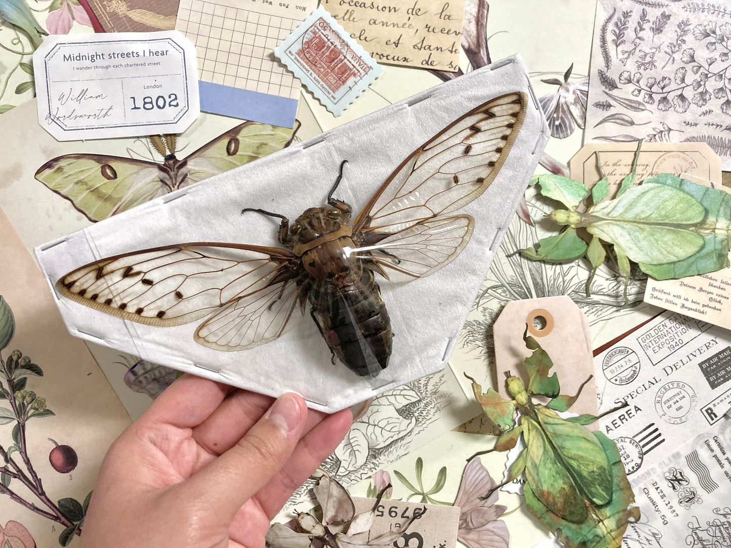 Megapomponia merula - GIANT, Spread and ready for your projects, Cicada, Giant Cicada, Entomology