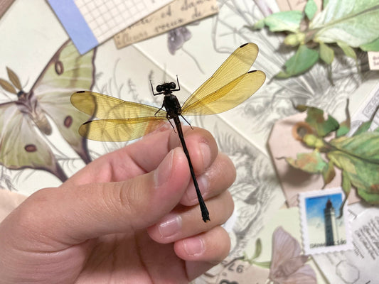 Golden Damselfly, Euphaea lara lara (spread), OPEN WINGS for all your taxidermy art projects A1, Real Dragonfly, Dragonfly Specimen