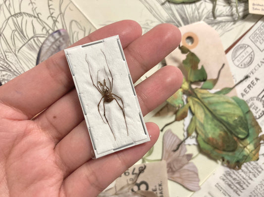 Gonyleptidae Arachnid Specimen, Insect, Spider taxidermy art, Real Spider