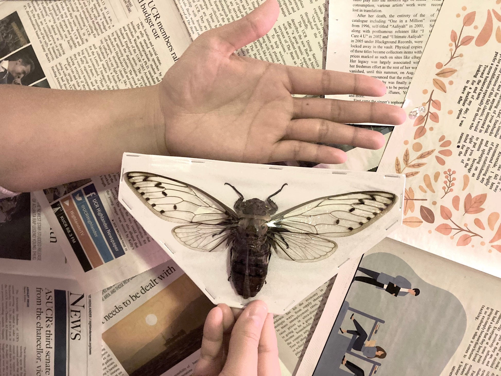 Megapomponia merula - GIANT, Spread and ready for your projects, Cicada, Giant Cicada, Entomology