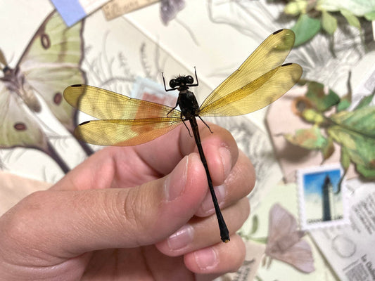 Golden Damselfly, Euphaea lara lara (spread), OPEN WINGS for all your taxidermy art projects A1, Real Dragonfly, Dragonfly Specimen