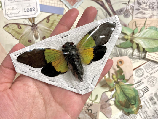 Trengganua sybylla, Spread Real Insect Taxidermy, Green yellow Cicada, Entomology, Insect art, spread real Cicadas