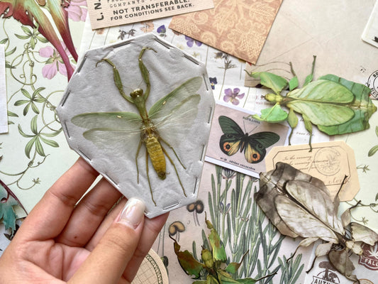 Indonesian Green Mantis, Hierodula patellifera, Preying Mantis, Entomology