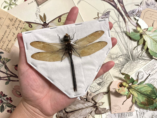 Giant Green Emperor Dragonfly, Anax Gibbosulus, Real Damselfly, Giant Darning Needle Real Dragonfly, Insect, Taxidermy