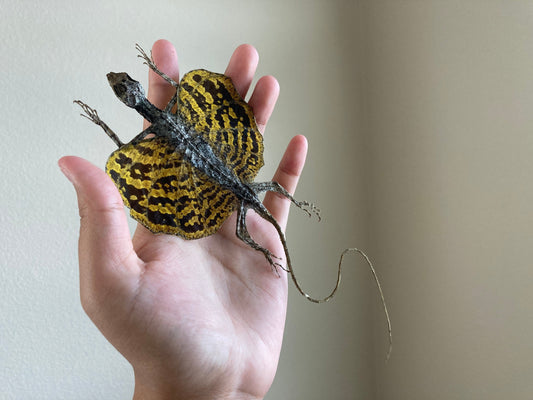 Flying lizard Draco volans (Draco sp.) (Yellow) Spread, common flying dragon, Real Lizard, Spread Flying lizard, Lizard specimen, Lizard