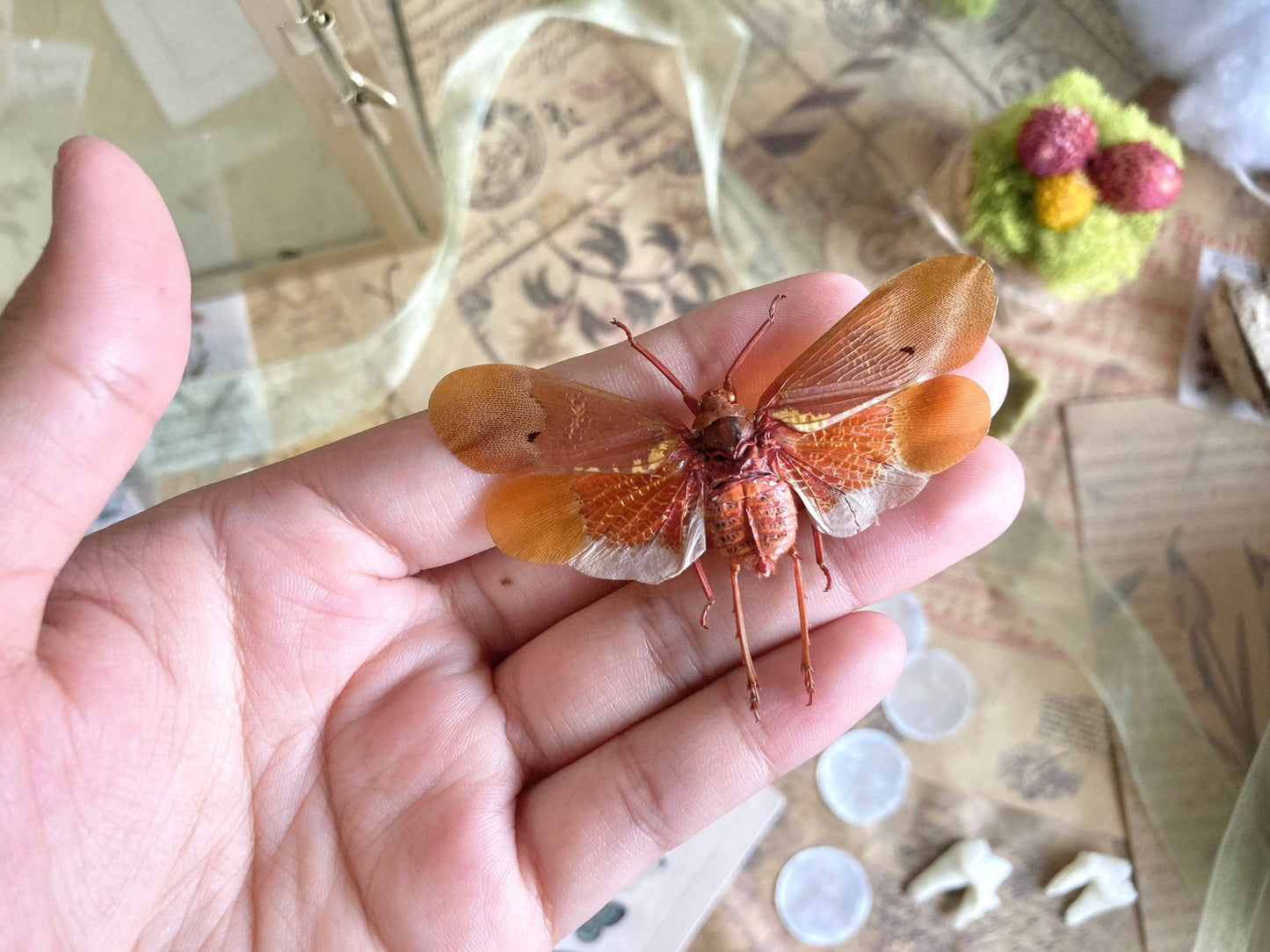 Sunburst Lanternfly Spread and Ready to Mount, Orange Wing Lanternfly, Orange Plant Hopper, Entomology, Real insect, Scamandra sanguiflua