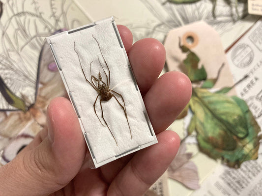 Gonyleptidae Arachnid Specimen, Insect, Spider taxidermy art, Real Spider