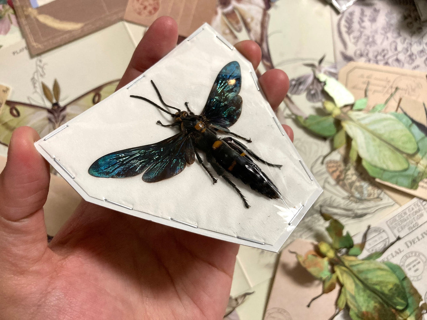 The Giant Scoliid Wasp, Megascolia procer javanensis, Real Wasp, Wasp Specimen, Insect Taxidermy, Real Insects