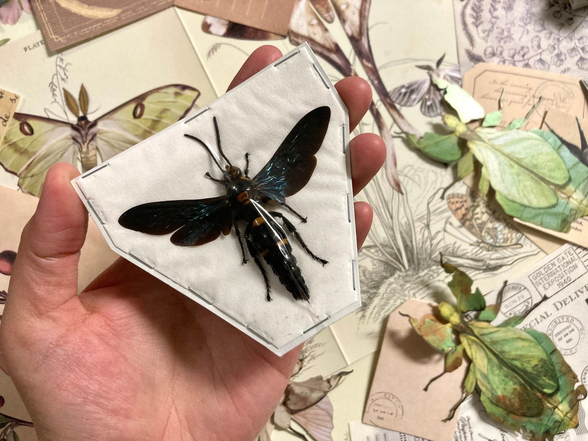 The Giant Scoliid Wasp, Megascolia procer javanensis, Real Wasp, Wasp Specimen, Insect Taxidermy, Real Insects