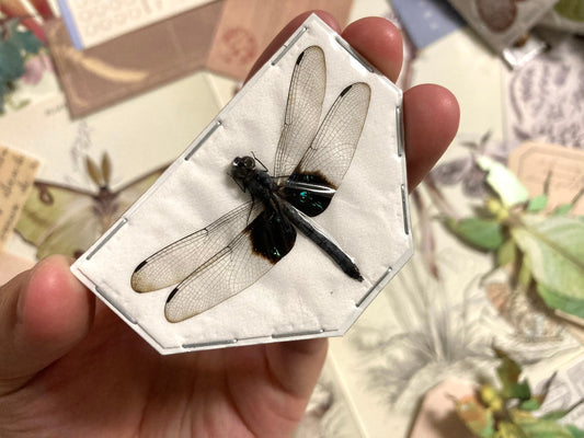 Tree-Hugging Dragonfly, Tyriobapta Torrida, Real Damselfly, Insect Entomology, Real Insect Taxidermy, Dragonfly, Clear Dragonfly