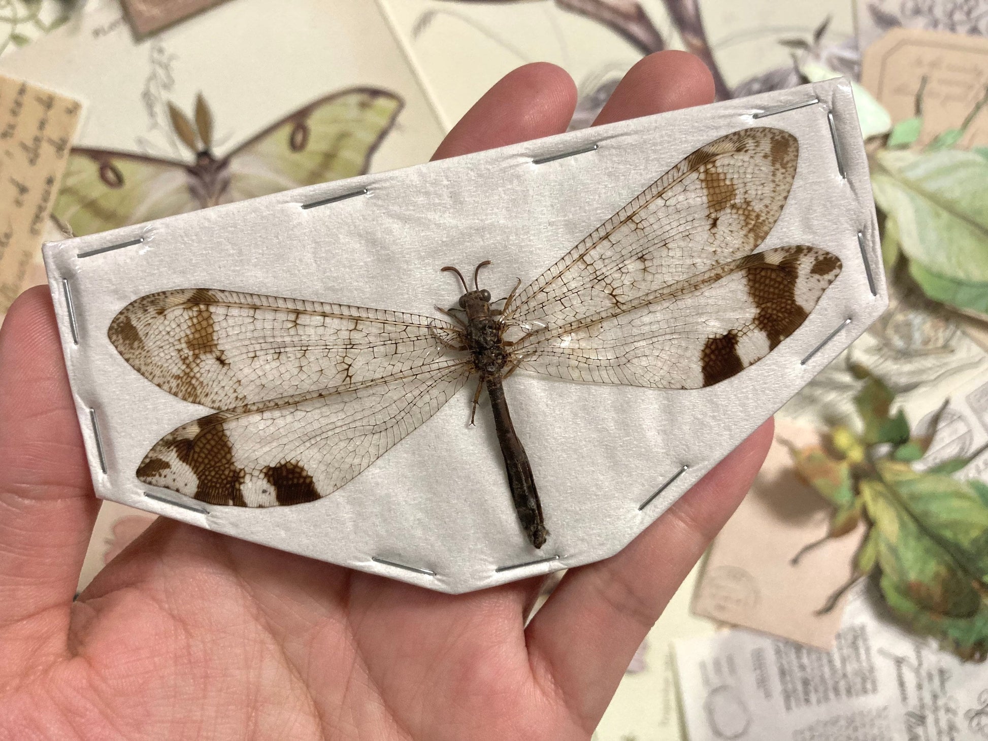 Neuroptera Sp 02, Real insect, Insect specimen, Spread and ready for your projects!