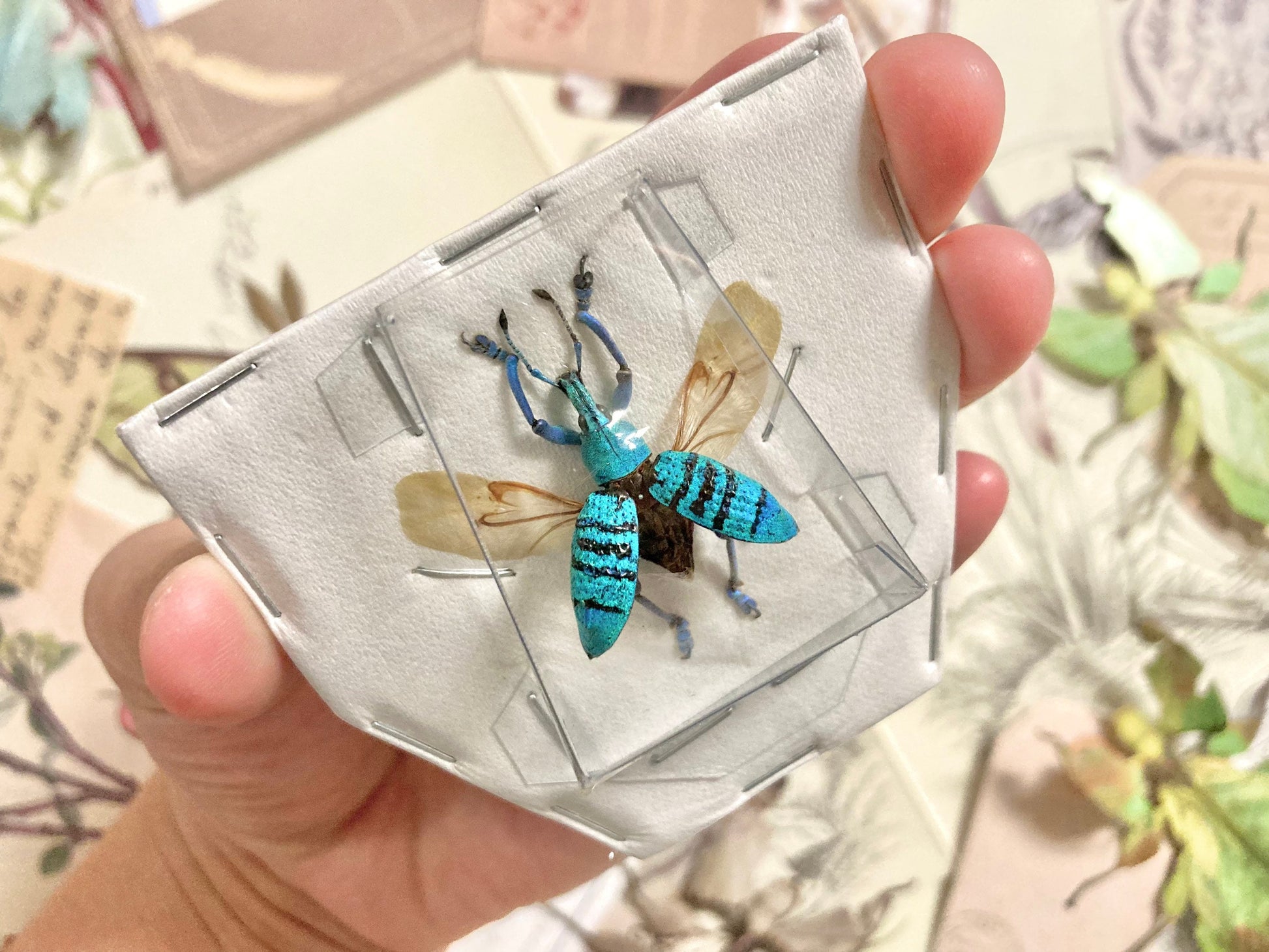 Rare Eupholus geoffroyi (spread), Spread Weevil beetle, Pinned Weevil beetle, Insect, Real Insect, Insect taxidermy, Real beetle