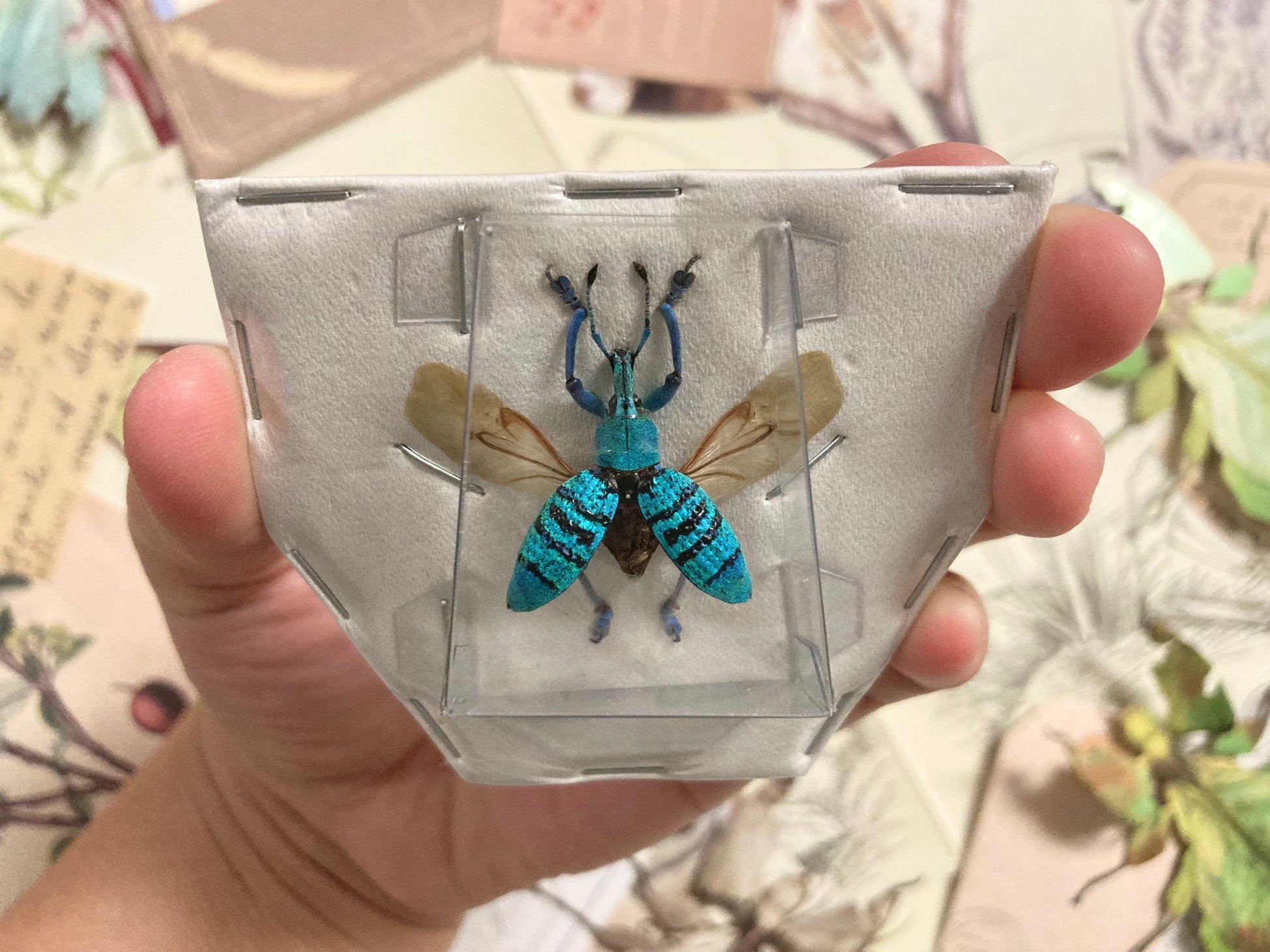 Rare Eupholus geoffroyi (spread), Spread Weevil beetle, Pinned Weevil beetle, Insect, Real Insect, Insect taxidermy, Real beetle