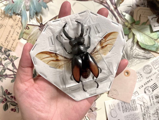 Hexarthrius parryi +65mm (spread), Beetles, Insects, Ready for your Projects, Large Beetles, Spread Beetles
