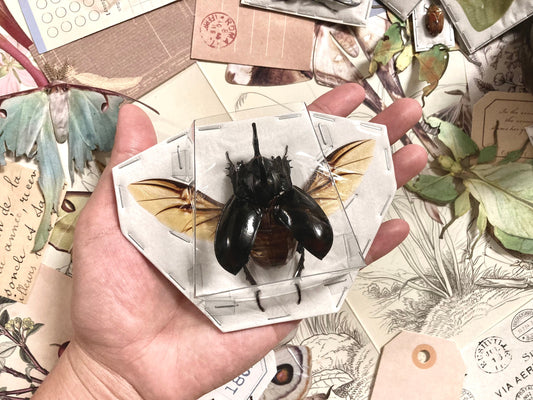 Trichogomphus simson - Large  (spread), Spread Beetle, Insect, Taxidermy, Real beetle, Insect Art, Spread and ready to mount!