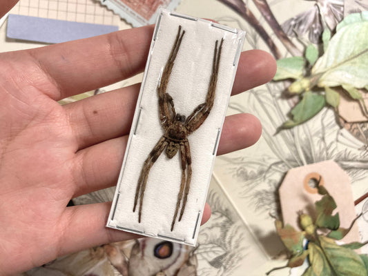 Rhitymna Pinangensis, Spider Specimen, Real arachnid, Spider Taxidermy