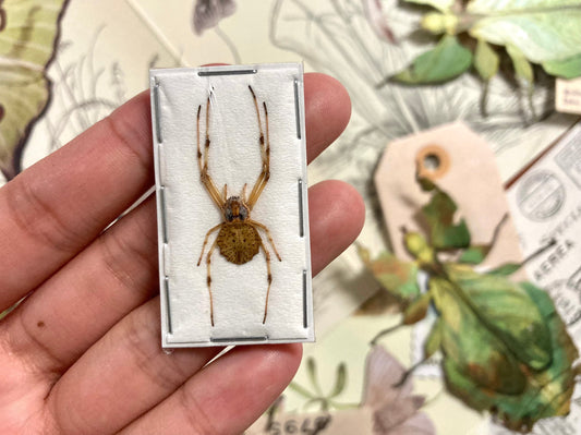 Herennia Multipuncta, Ornate Tree Trunk Spider, Orb weaving spiders REAL Herennia multipuncta, Arachnid, Insect Taxidermy