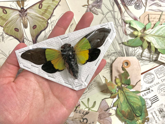 Trengganua sybylla, Spread Real Insect Taxidermy, Green yellow Cicada, Entomology, Insect art, spread real Cicadas