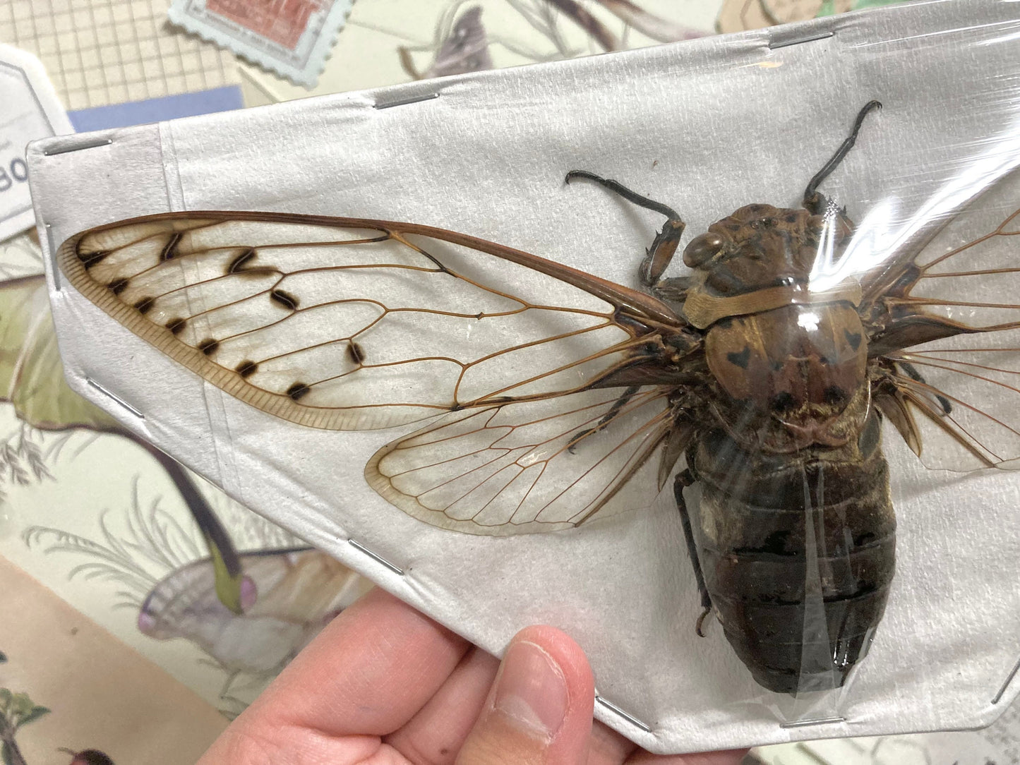 Megapomponia merula - GIANT, Spread and ready for your projects, Cicada, Giant Cicada, Entomology