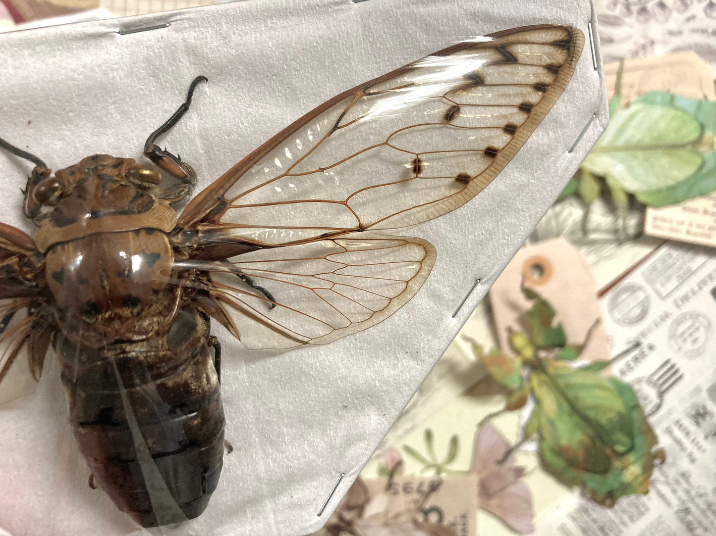 Megapomponia merula - GIANT, Spread and ready for your projects, Cicada, Giant Cicada, Entomology