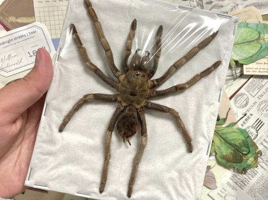 Acanthgoscurria ferina - LARGE (spread leg), Arachnid, Large spider, Real Spider Specimen, Insect, Entomology