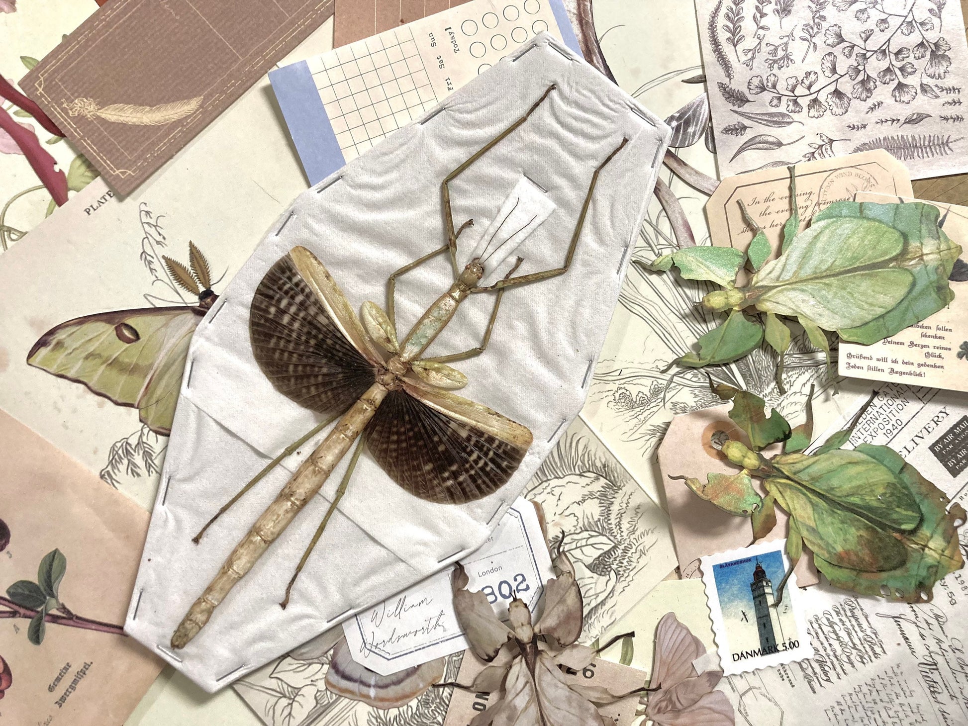 Spread Anchiale Buruense, Giant Walking Stick, Large Walking Stick, Insect Taxidermy, Real Insects, Insect Specimen