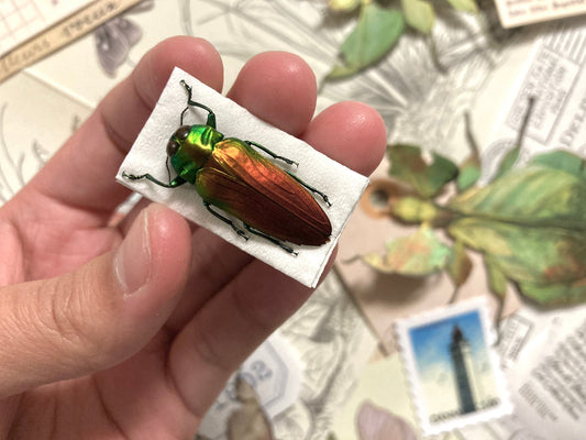 Fiery Jewel Beetle, Belionota sumptuosa Real beetle, Entomology, Insect art, Beetle Specimen