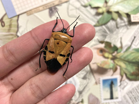 Man Face Beetle, Catacanthus incarnatus Real Beetle, Real Insects, Face Beetle, Entomology