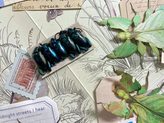 5-Pack Real BLUE Frog Beetles, Sagra laticollis, Real beetles, Oddities, Entomology