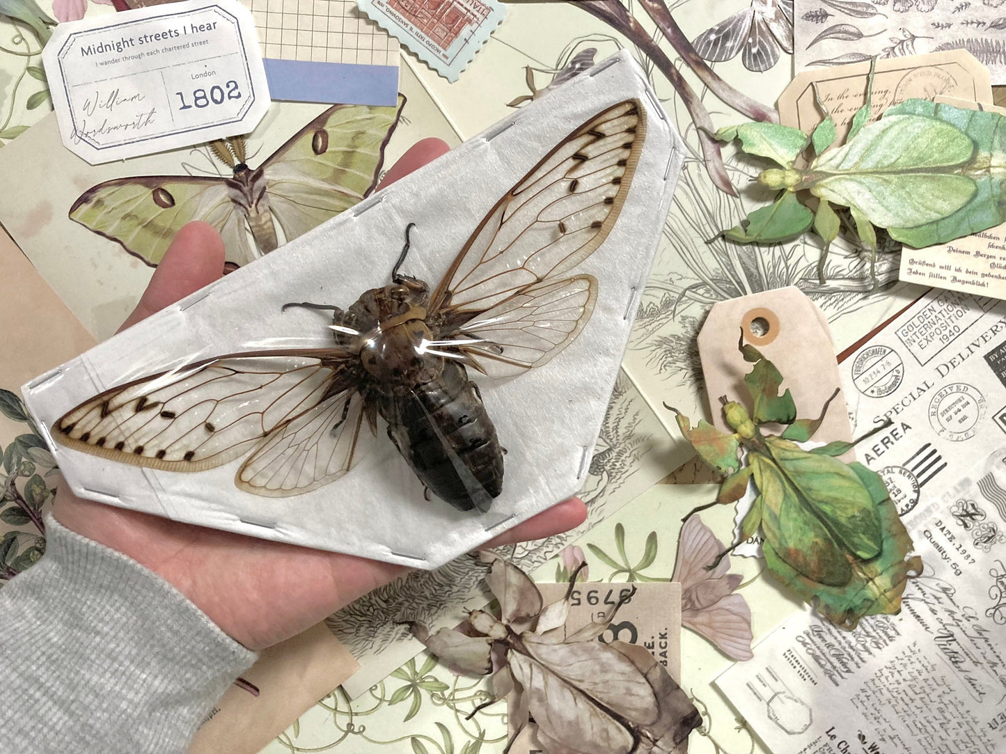 Megapomponia merula - GIANT, Spread and ready for your projects, Cicada, Giant Cicada, Entomology