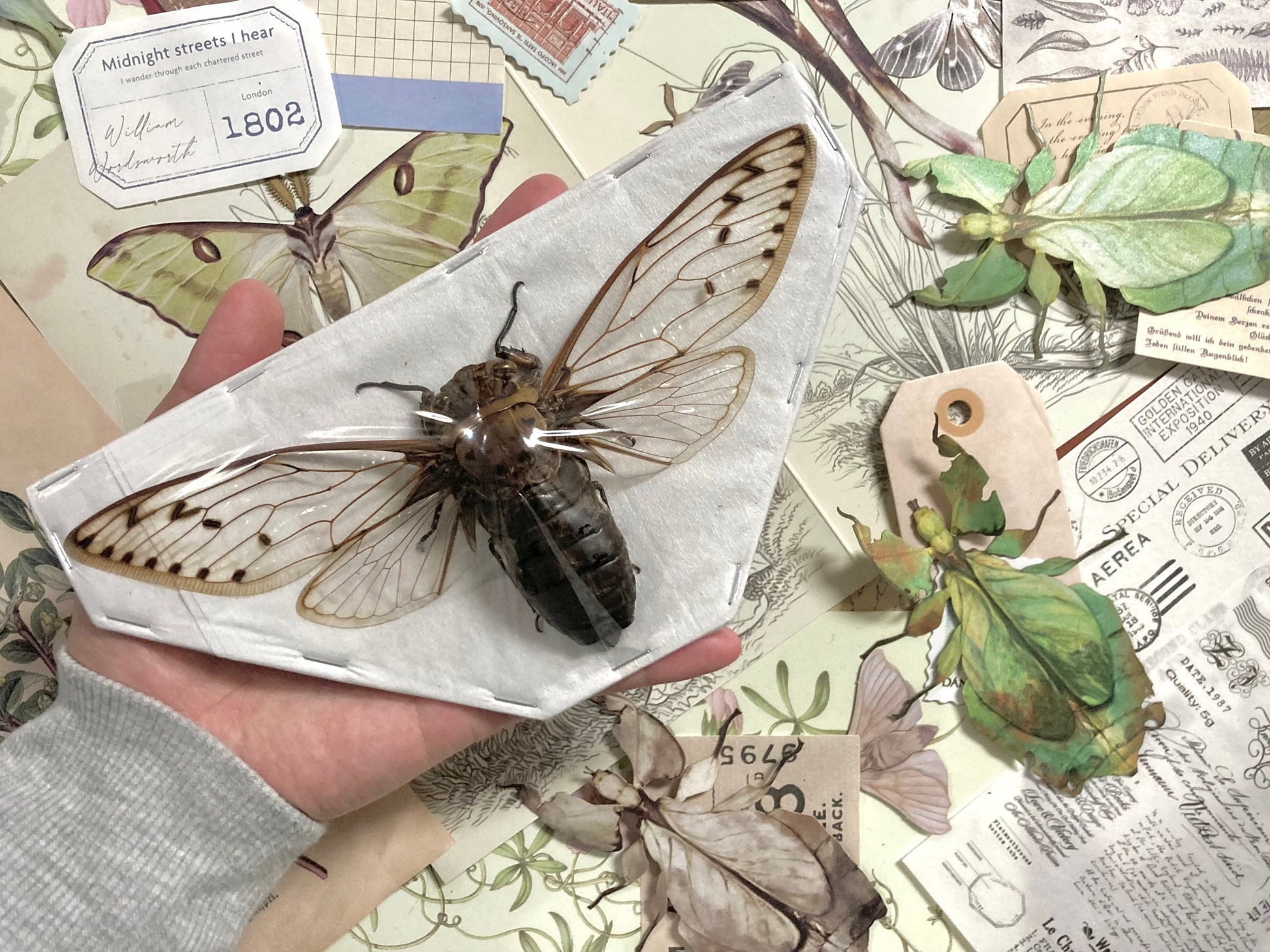 Megapomponia merula - GIANT, Spread and ready for your projects, Cicada, Giant Cicada, Entomology