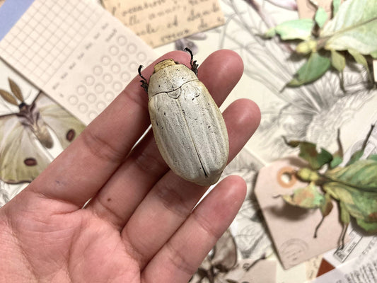 Lepidiota stigma, White Melolonthidae Beetles, Lepidiota stigma , for all your taxidermy art projects