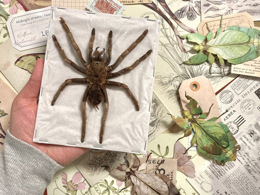 Acanthgoscurria ferina - LARGE (spread leg), Arachnid, Large spider, Real Spider Specimen, Insect, Entomology