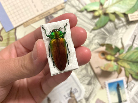 Fiery Jewel Beetle, Belionota sumptuosa Real beetle, Entomology, Insect art, Beetle Specimen