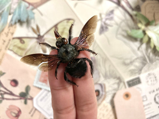 Xylocopa caerulea MALE, Blue Carpenter Bee, Entomology, Insects, Arthopoda