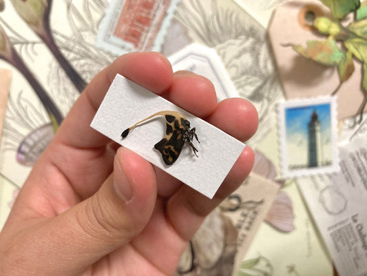 Gigantorhobdus enderleine, Tree hopper, Real insect, Entomology