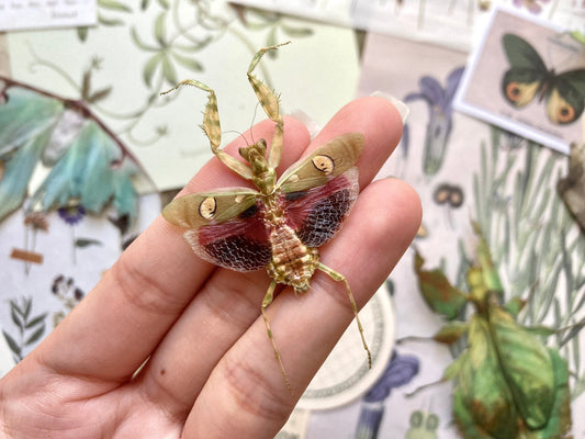 Jeweled Flower Mantis - Creobroter Gemmatus - Real Preying Mantis - Entomology - Taxidermy