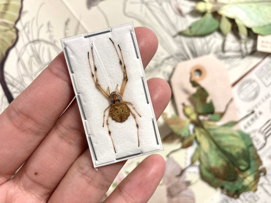 Herennia Multipuncta, Ornate Tree Trunk Spider, Orb weaving spiders REAL Herennia multipuncta, Arachnid, Insect Taxidermy
