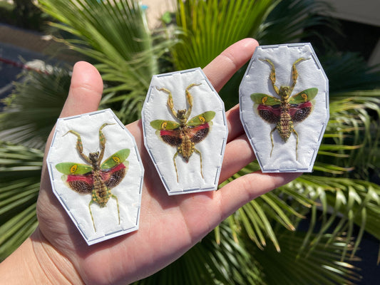 Jeweled Flower Mantis - Creobroter Gemmatus - Real Preying Mantis - Entomology - Taxidermy