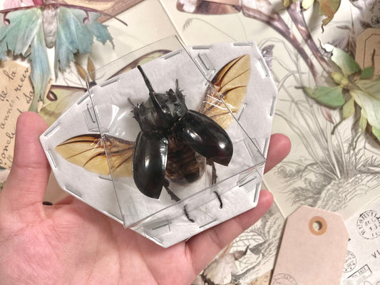 Trichogomphus simson - Large  (spread), Spread Beetle, Insect, Taxidermy, Real beetle, Insect Art, Spread and ready to mount!