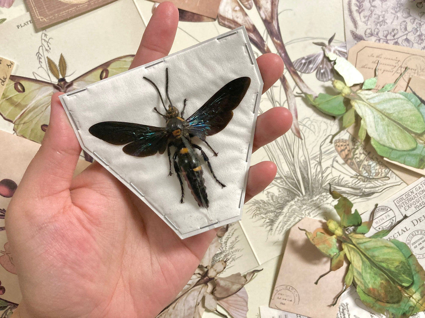 The Giant Scoliid Wasp, Megascolia procer javanensis, Real Wasp, Wasp Specimen, Insect Taxidermy, Real Insects