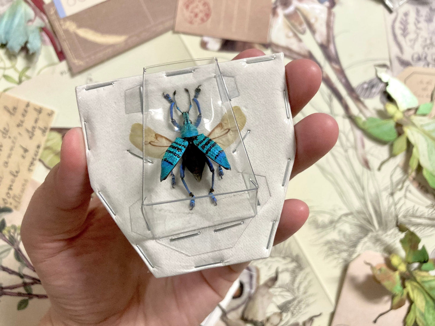 Rare Eupholus geoffroyi (spread), Spread Weevil beetle, Pinned Weevil beetle, Insect, Real Insect, Insect taxidermy, Real beetle